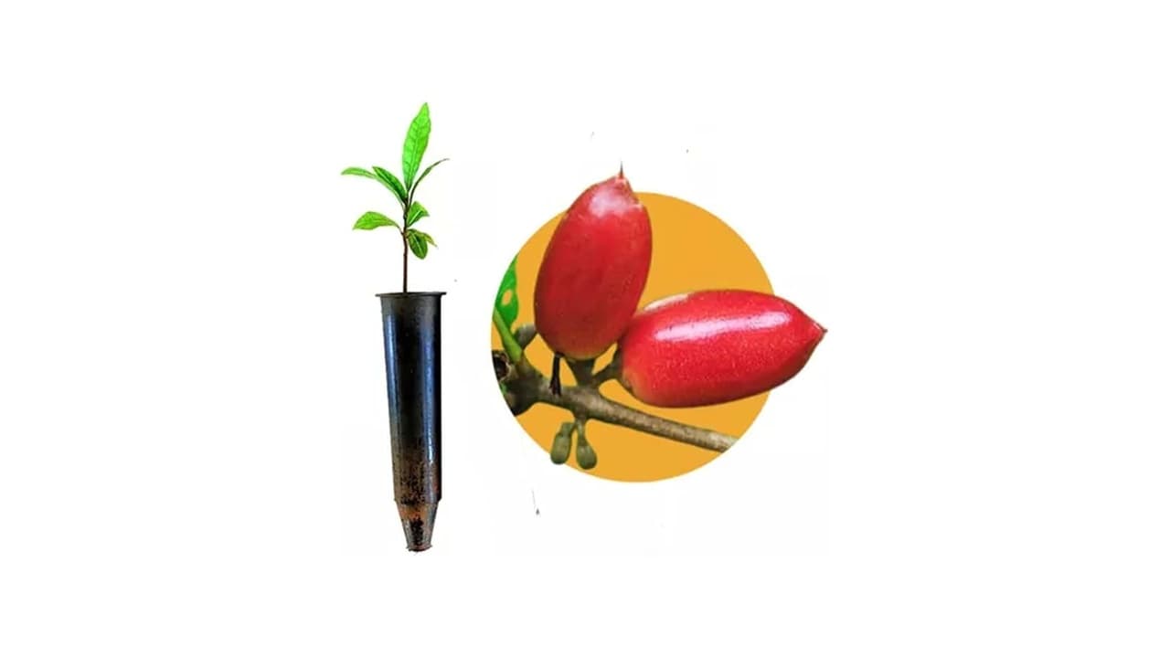 Melhor Fruta do Milagre: Guia Completo para Cultivar e Usar