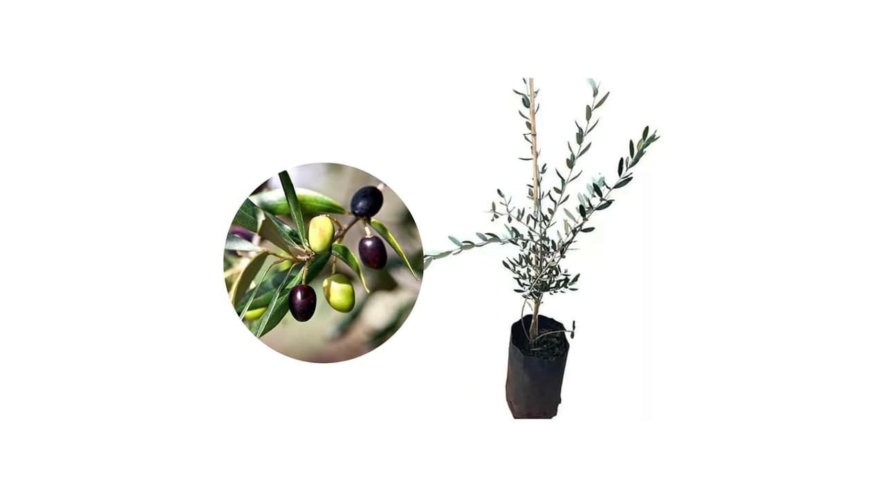 Melhor Frutífera para Vaso: 9 Opções Produtivas e Compactas