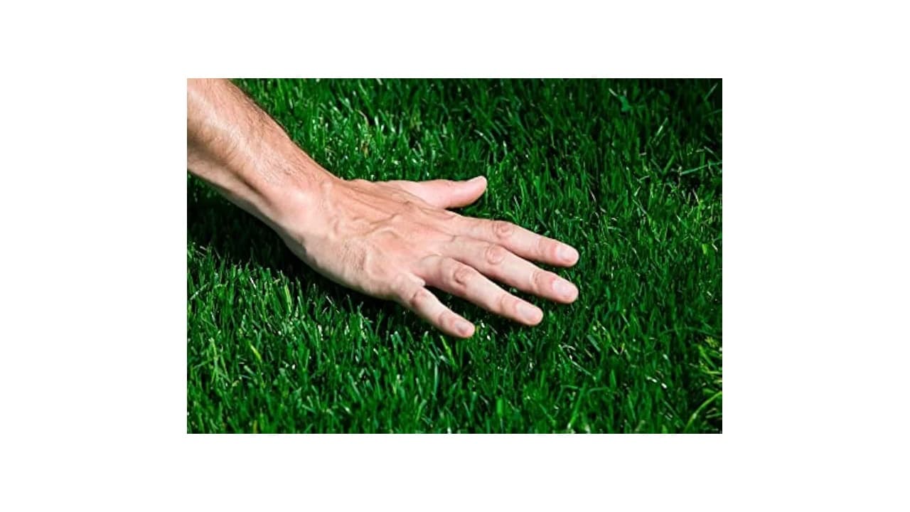 Melhor Grama para Jardim e Pasto: Guia para Escolher