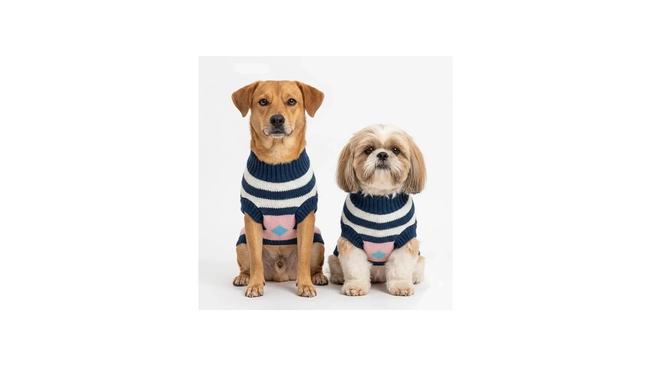 Melhor Roupa de Inverno para Gato: 10 Modelos Quentinhos e Confortáveis