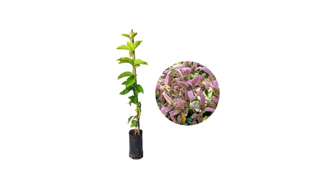Melhor Trepadeira para Pergolado: 5 Opções com Flores Exuberantes