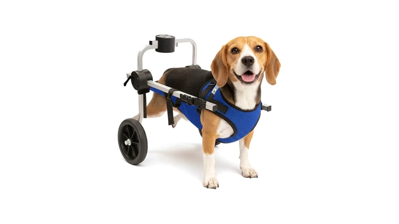 Melhor Cadeira de Rodas para Cachorro: Guia Completo para Escolha