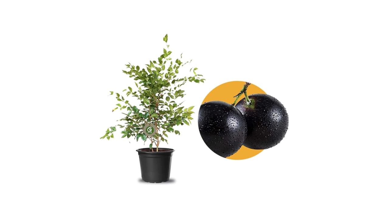 Melhor Mudas de Plantas: 10 Opções para Cultivo em Casa e Jardim