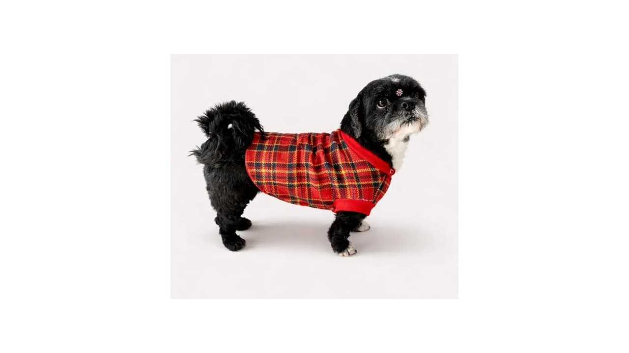 Melhor Roupa de Lã para Pet: 6 Modelos Confortáveis e Aquecidos