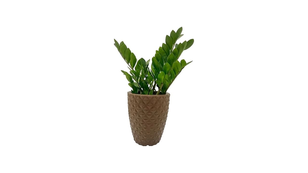 Melhor Vaso para Zamioculca: 5 Opções com Design e Funcionalidade